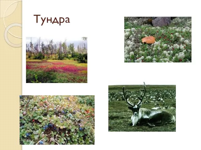 Тундра