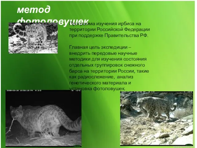 метод фотоловушек Программа изучения ирбиса на территории Российской Федерации при поддержке Правительства