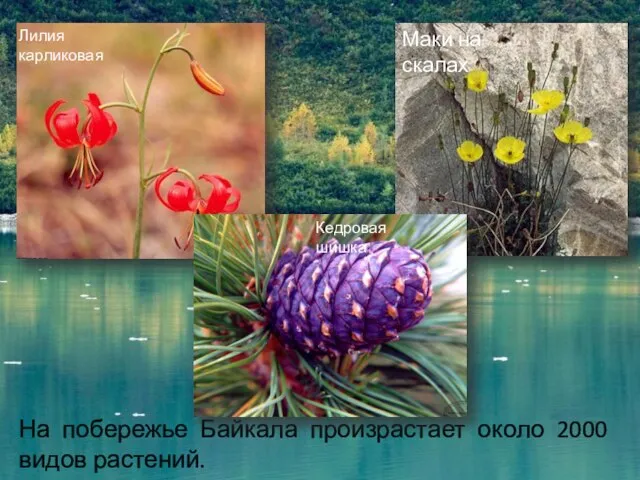 На побережье Байкала произрастает около 2000 видов растений. Лилия карликовая Маки на скалах Кедровая шишка