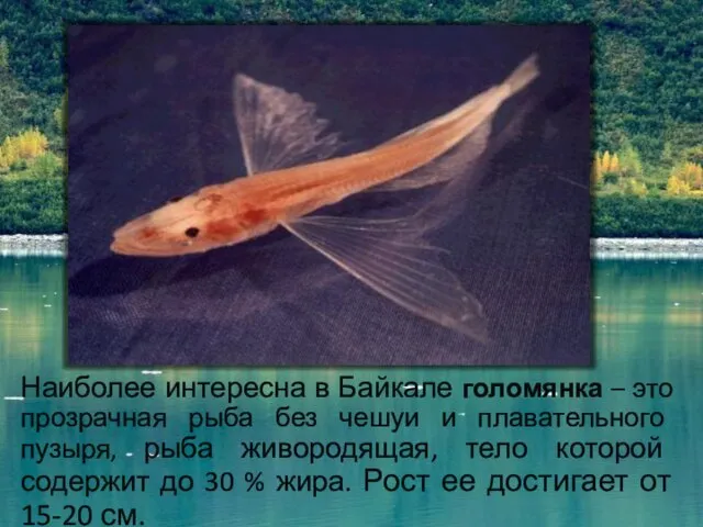 Наиболее интересна в Байкале голомянка – это прозрачная рыба без чешуи и