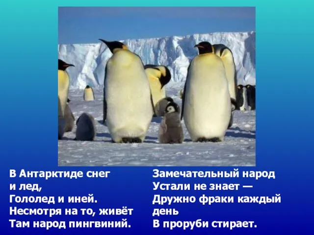 В Антарктиде снег и лед, Гололед и иней. Несмотря на то, живёт