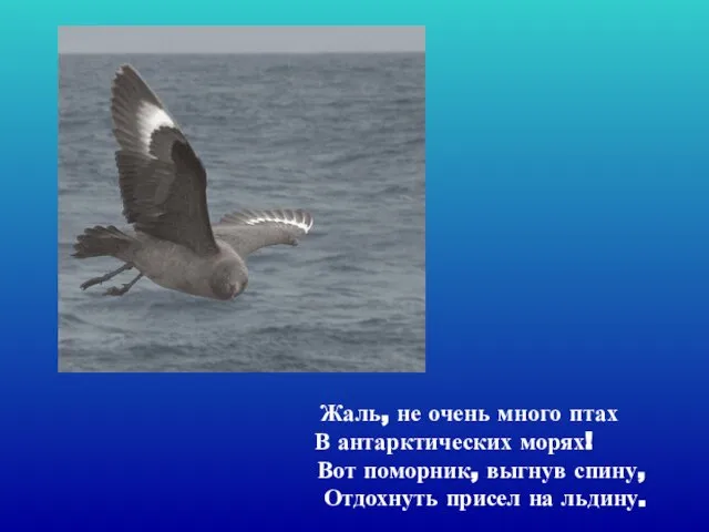 Жаль, не очень много птах В антарктических морях! Вот поморник, выгнув спину,