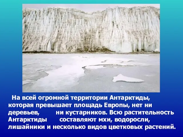 На всей огромной территории Антарктиды, которая превышает площадь Европы, нет ни деревьев,