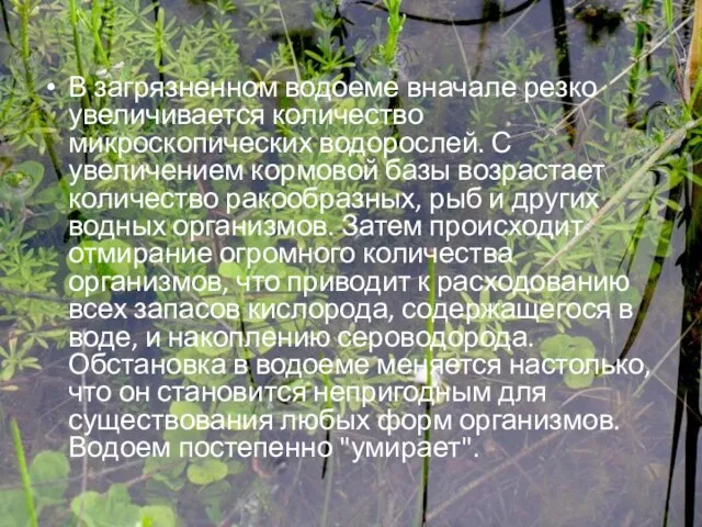 В загрязненном водоеме вначале резко увеличивается количество микроскопических водорослей. С увеличением кормовой