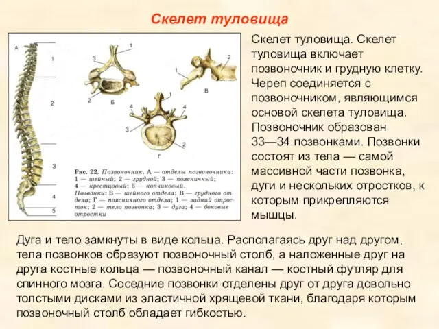 Скелет туловища Скелет туловища. Скелет туловища включает позвоночник и грудную клетку. Череп