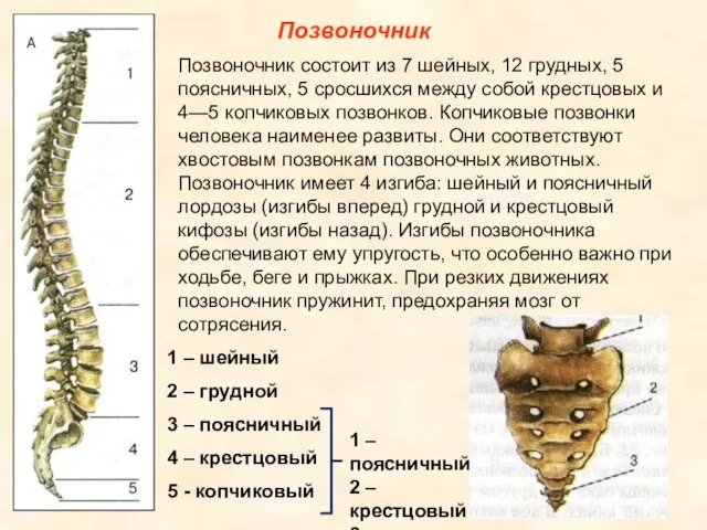 Позвоночник Позвоночник состоит из 7 шейных, 12 грудных, 5 поясничных, 5 сросшихся