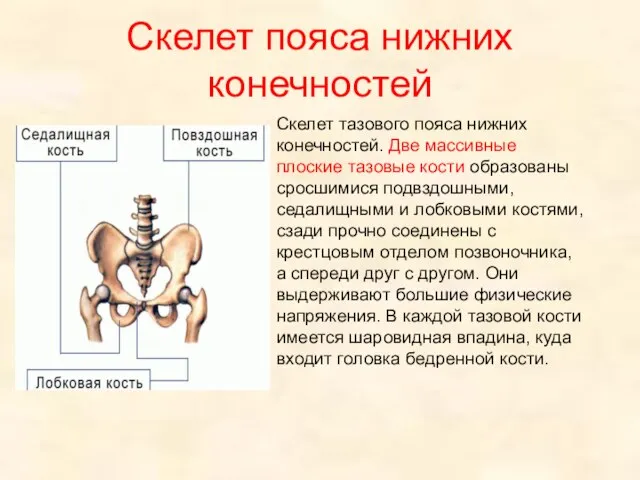 Скелет тазового пояса нижних конечностей. Две массивные плоские тазовые кости образованы сросшимися