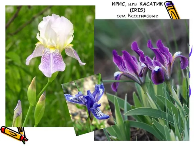 Ирисы ИРИС, или КАСАТИК (IRIS) сем. Касатиковые