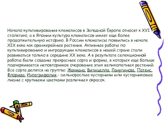 Начало культивирования клематисов в Западной Европе относят к XVI столетию, а в