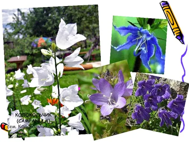 КОЛОКОЛЬЧИК (CAMPANULA) сем. Колокольчиковые