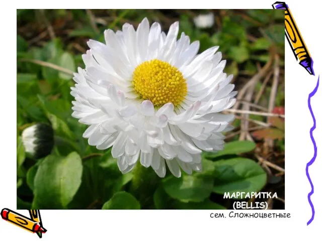 МАРГАРИТКА (BELLIS) сем. Сложноцветные