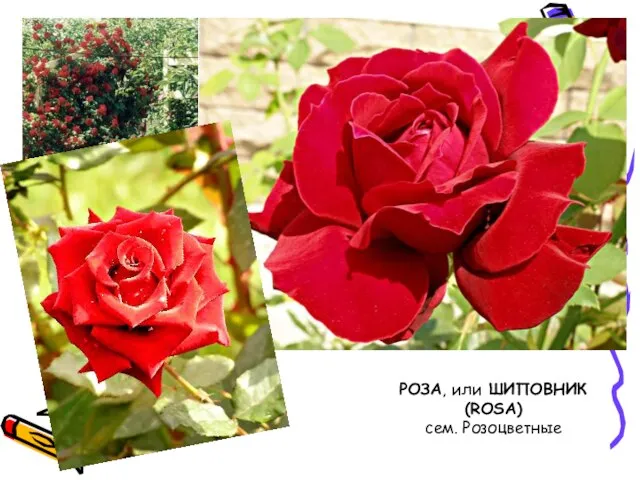 РОЗА, или ШИПОВНИК (ROSA) сем. Розоцветные