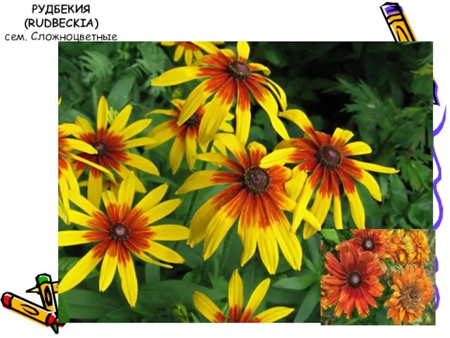 РУДБЕКИЯ (RUDBECKIA) сем. Сложноцветные