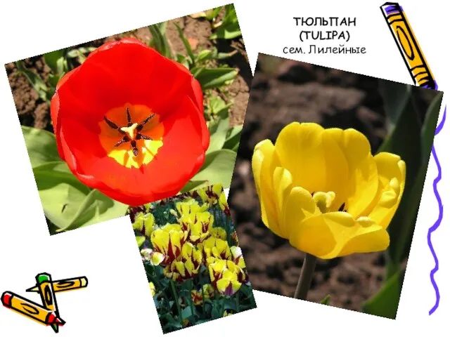 ТЮЛЬПАН (TULIPA) сем. Лилейные