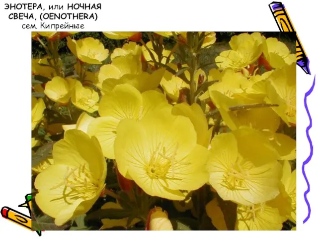 ЭНОТЕРА, или НОЧНАЯ СВЕЧА, (OENOTHERA) сем. Кипрейные