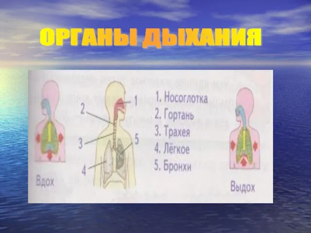 ОРГАНЫ ДЫХАНИЯ