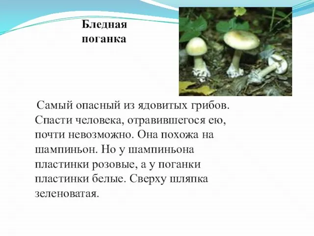 Самый опасный из ядовитых грибов. Спасти человека, отравившегося ею, почти невозможно. Она