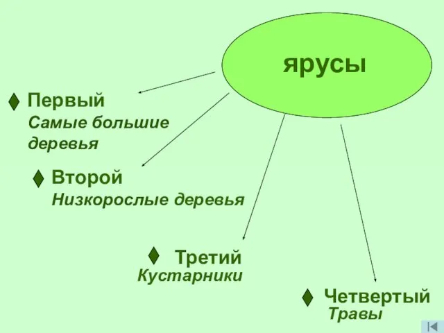 ярусы Первый Самые большие деревья Второй Низкорослые деревья Третий Кустарники Четвертый Травы