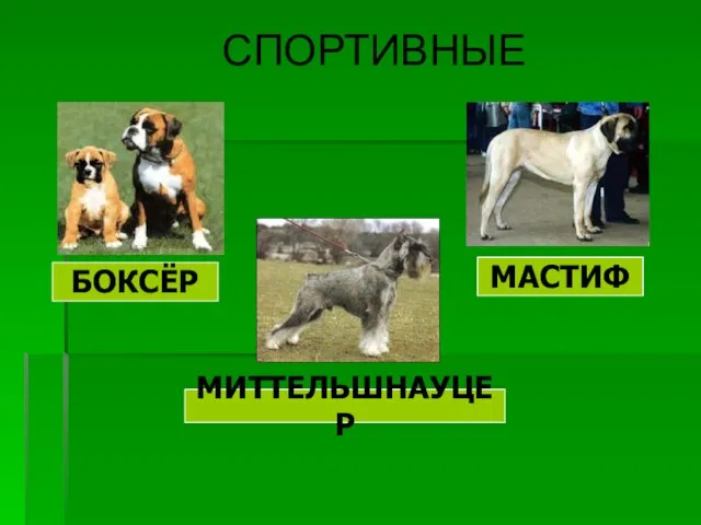 СПОРТИВНЫЕ БОКСЁР МАСТИФ МИТТЕЛЬШНАУЦЕР