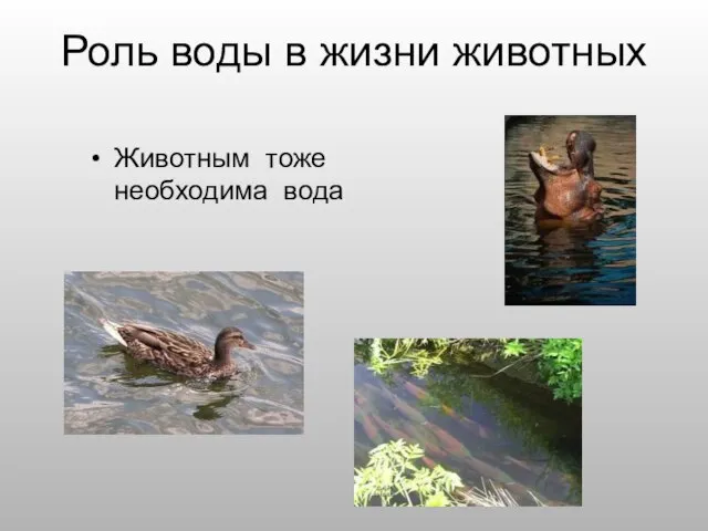 Роль воды в жизни животных Животным тоже необходима вода