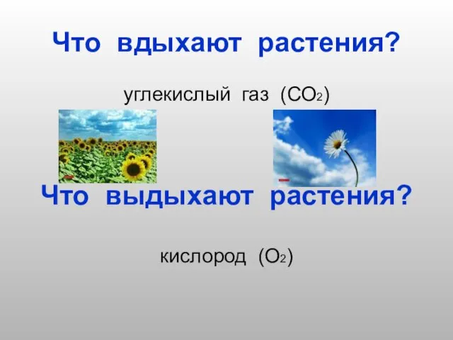 Что вдыхают растения? углекислый газ (СО2) Что выдыхают растения? кислород (О2)