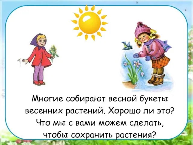 Многие собирают весной букеты весенних растений. Хорошо ли это? Что мы с