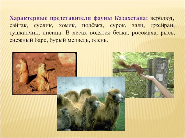Характерные представители фауны Казахстана: верблюд, сайгак, суслик, хомяк, полёвка, сурок, заяц, джейран,