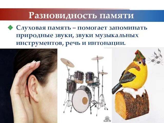 www.themegallery.com Company Logo Разновидность памяти Слуховая память – помогает запоминать природные звуки,