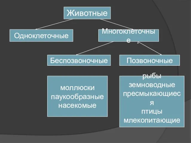 Беспозвоночные Одноклеточные Животные Многоклеточные Позвоночные моллюски паукообразные насекомые рыбы земноводные пресмыкающиеся птицы млекопитающие