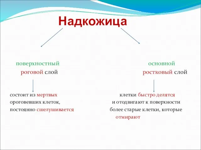 Надкожица поверхностный основной роговой слой ростковый слой состоит из мертвых клетки быстро