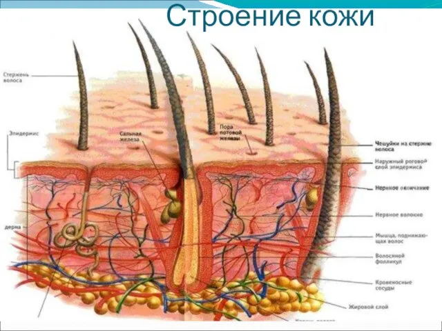 Строение кожи