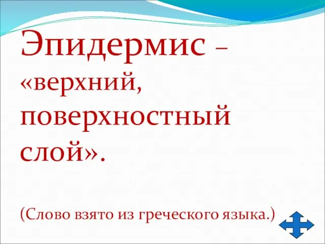 Эпидермис – «верхний, поверхностный слой». (Слово взято из греческого языка.)