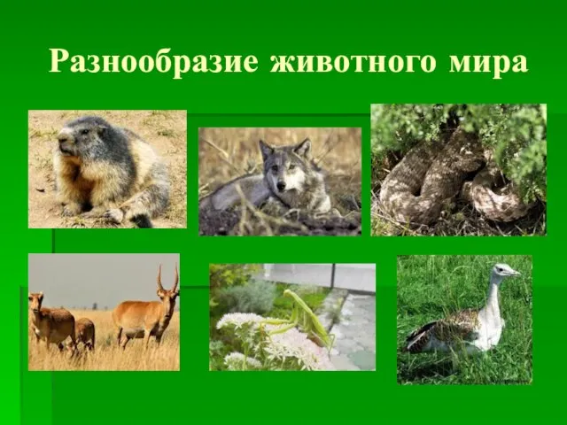 Разнообразие животного мира