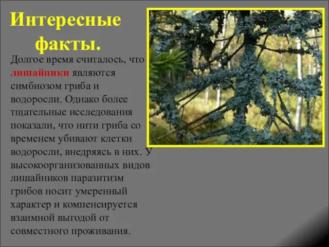 Интересные факты. Долгое время считалось, что лишайники являются симбиозом гриба и водоросли.