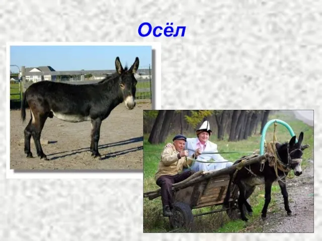 Осёл