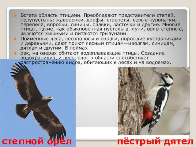 Богата область птицами. Преобладают представители степей, полупустынь: жаворонки, дрофы, стрепеты, серые куропатки,