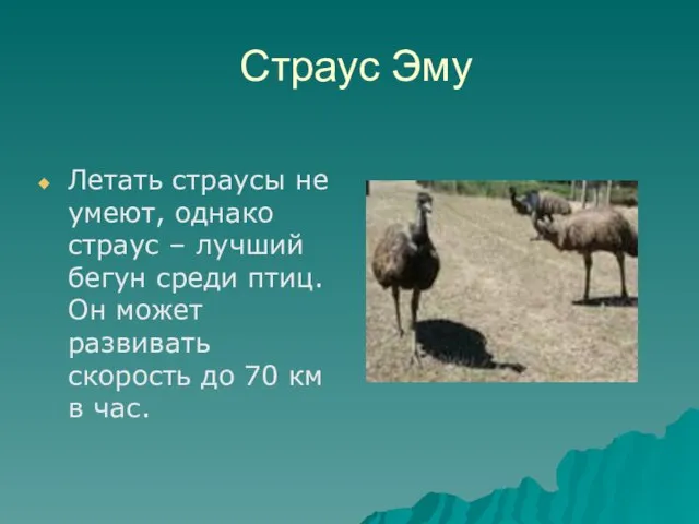 Страус Эму Летать страусы не умеют, однако страус – лучший бегун среди