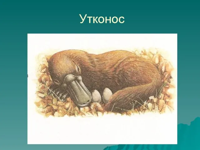 Утконос