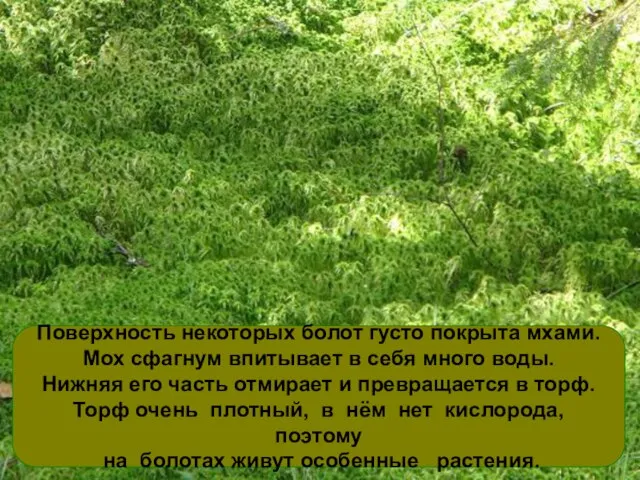 Поверхность некоторых болот густо покрыта мхами. Мох сфагнум впитывает в себя много