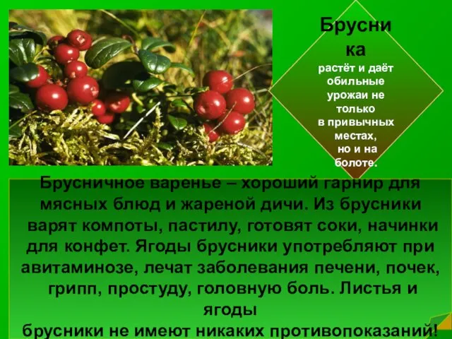 Брусника растёт и даёт обильные урожаи не только в привычных местах, но