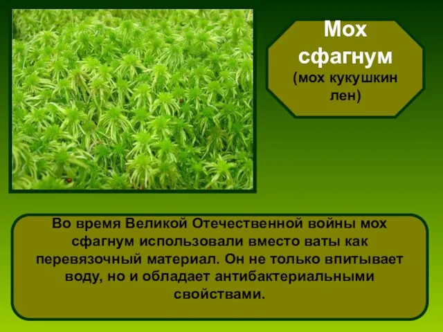 Мох сфагнум (мох кукушкин лен) Во время Великой Отечественной войны мох сфагнум