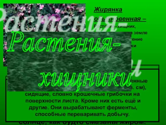 Жирянка обыкновенная – Растение–хищник, единственное на земле реликтовое растение Ледниковой эпохи Растёт