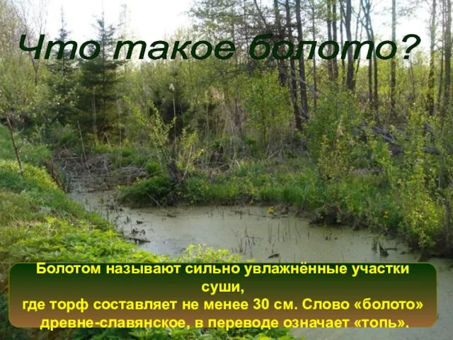 Что такое болото? Болотом называют сильно увлажнённые участки суши, где торф составляет