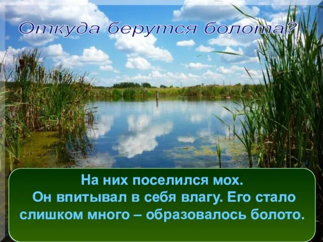 Откуда берутся болота? На месте болота могло быть небольшое озерцо или лесная