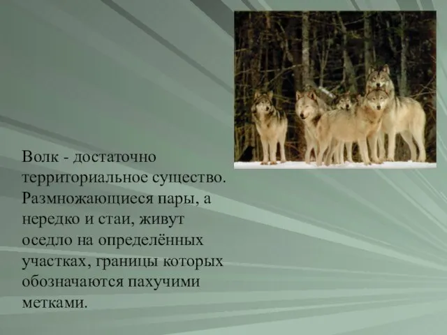 Волк - достаточно территориальное существо. Размножающиеся пары, а нередко и стаи, живут