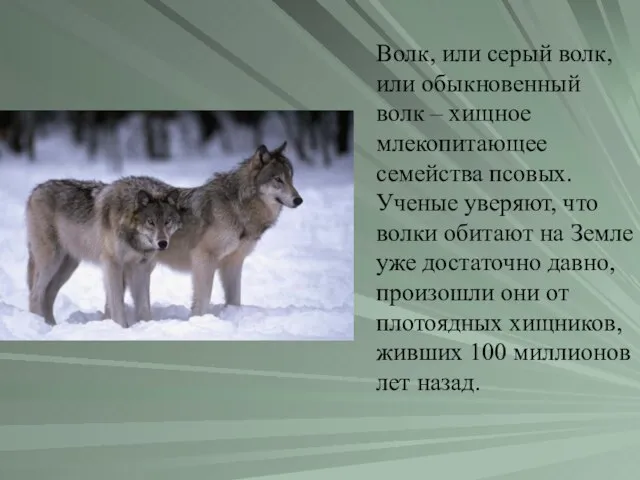 Волк, или серый волк, или обыкновенный волк – хищное млекопитающее семейства псовых.