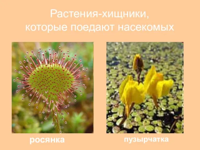 Растения-хищники, которые поедают насекомых росянка пузырчатка