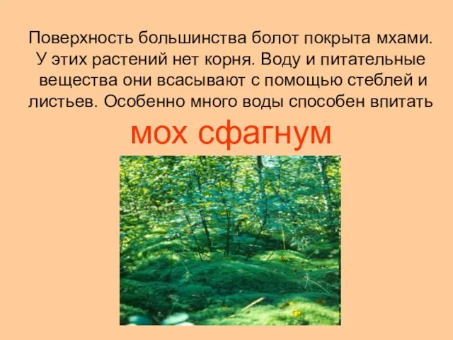 Поверхность большинства болот покрыта мхами. У этих растений нет корня. Воду и