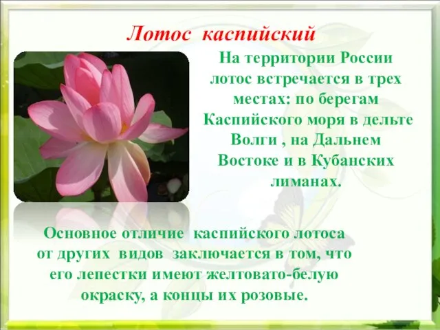 Лотос каспийский На территории России лотос встречается в трех местах: по берегам