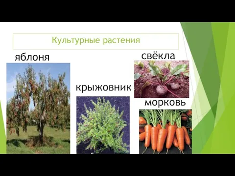 Культурные растения яблоня крыжовник свёкла морковь